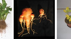 Sugar beet (1), carrot (2) and potato (3) plants destroyed by Heterodera schachtii, Meloidogyne hapla and Globodera rostochiensis